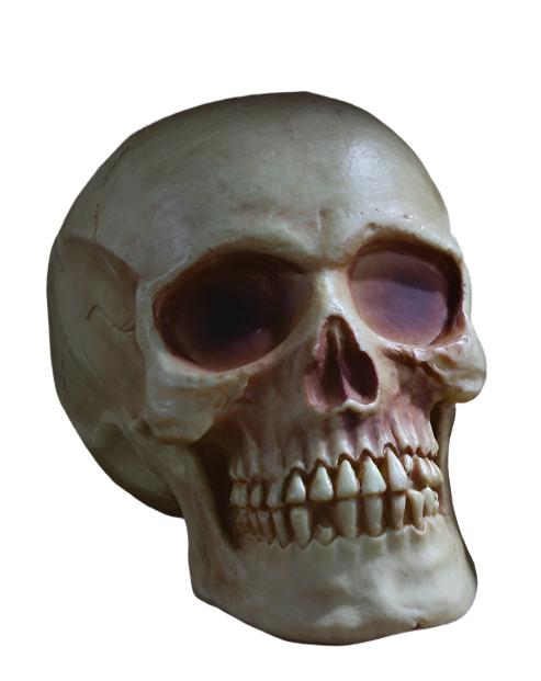 Skull Head