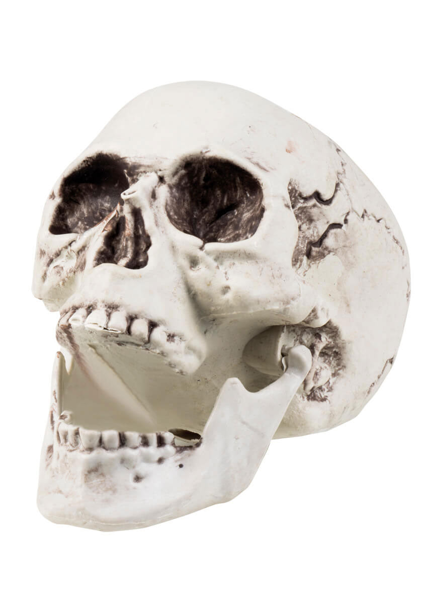 White Skull with Movable Jaw Prop