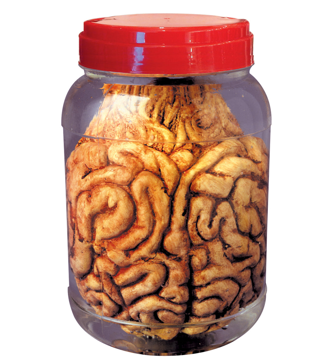 LABORATORY JAR WITH BRAIN