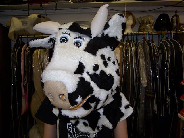freesian cow head (HIRE ONLY)