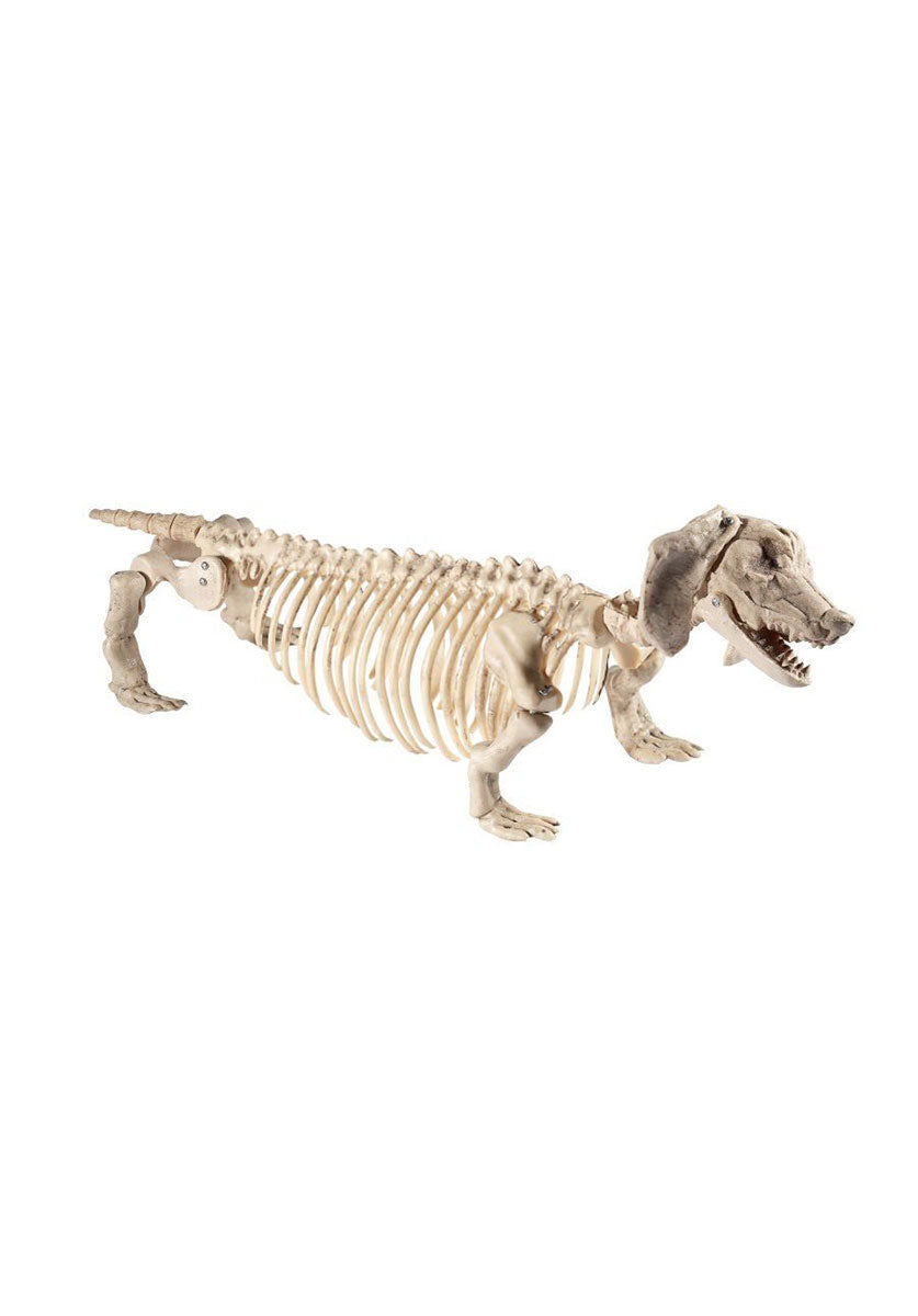Dachshund Dog Skeleton Prop, Natural